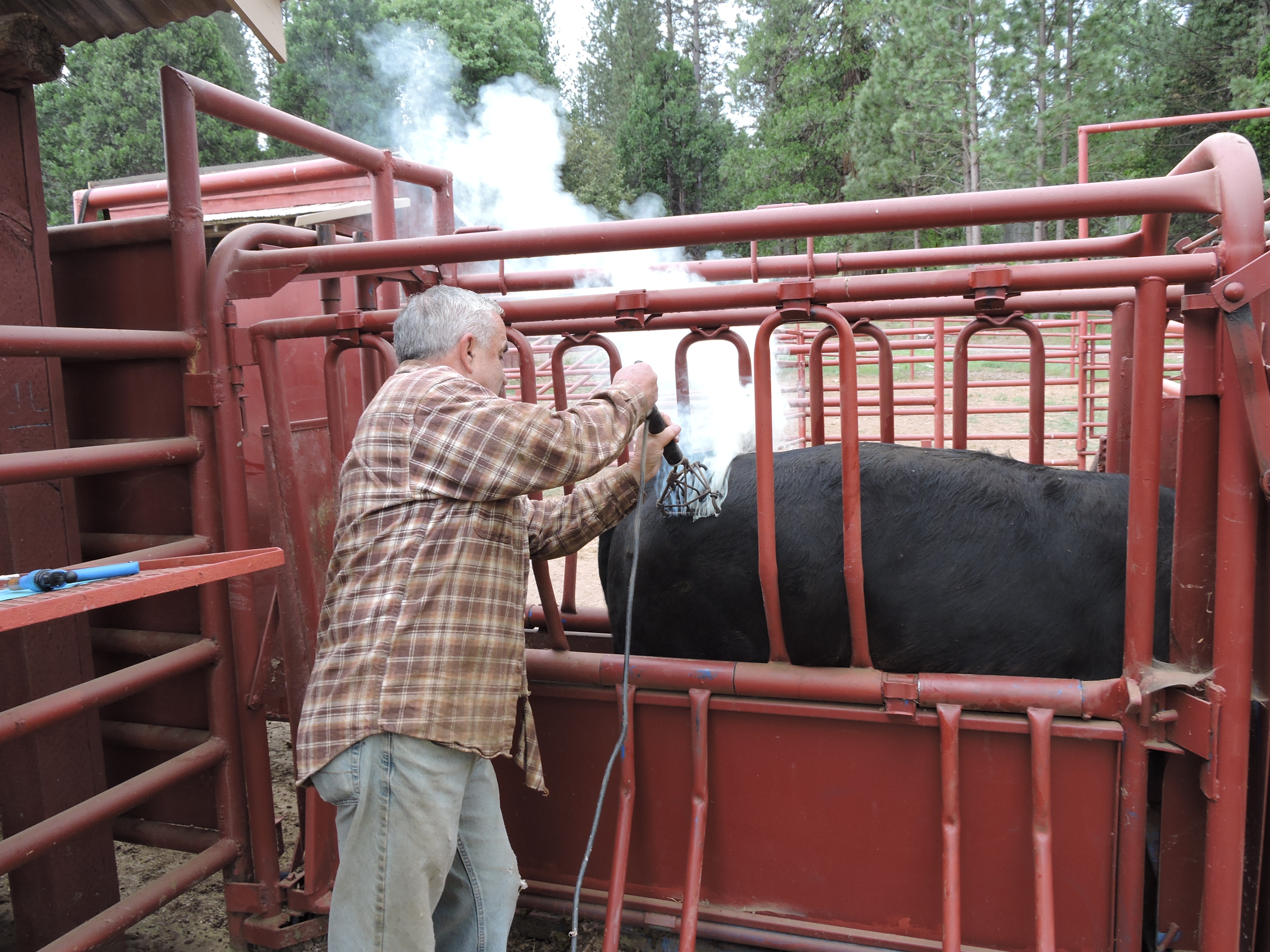 30 Merlin Jones tmbtp image A man faces away from the camera, he is branding a cow who is standing in a red pen.