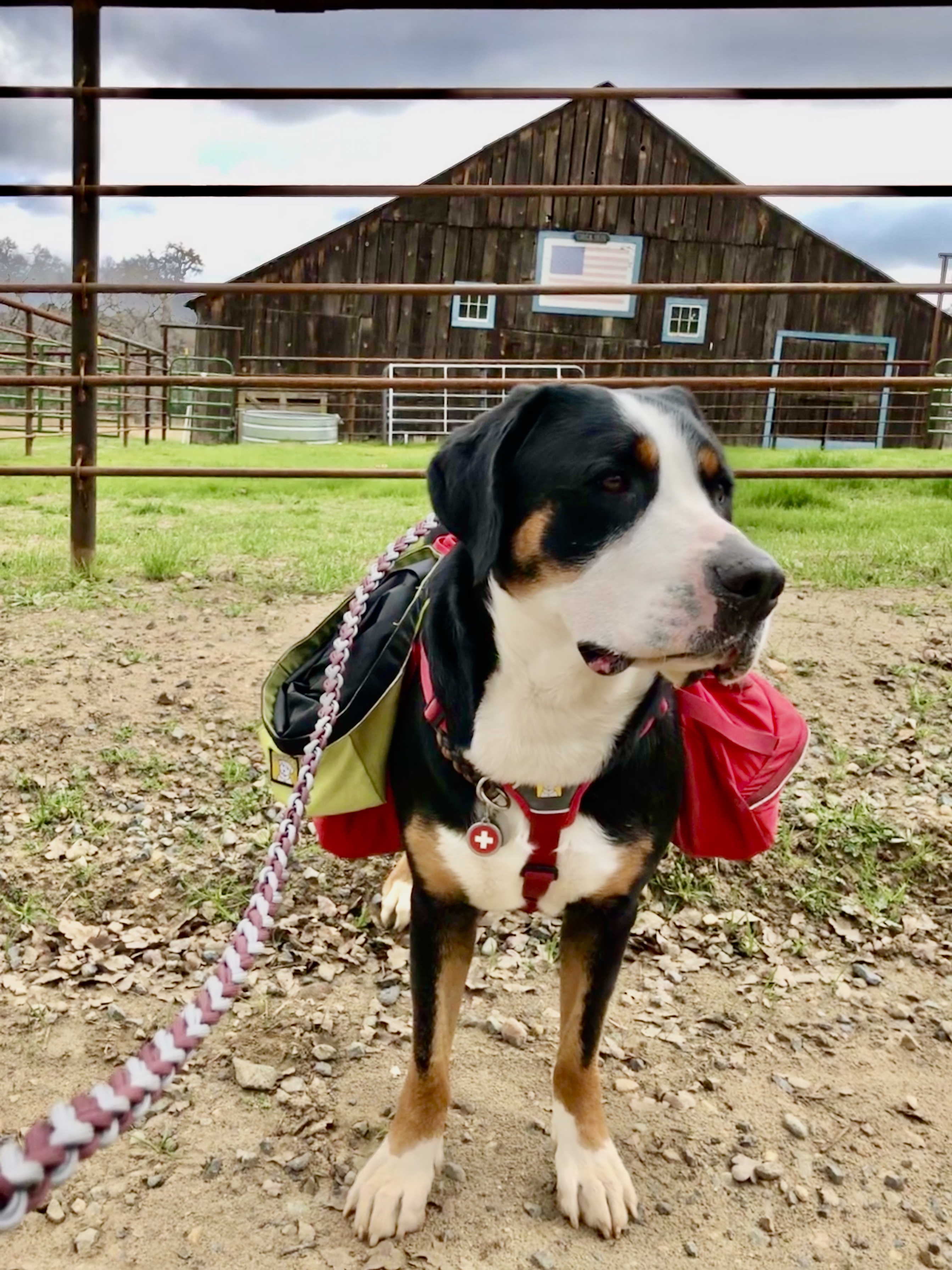 36 2 Liddy Robinson (susan Robinson) tmbtp image