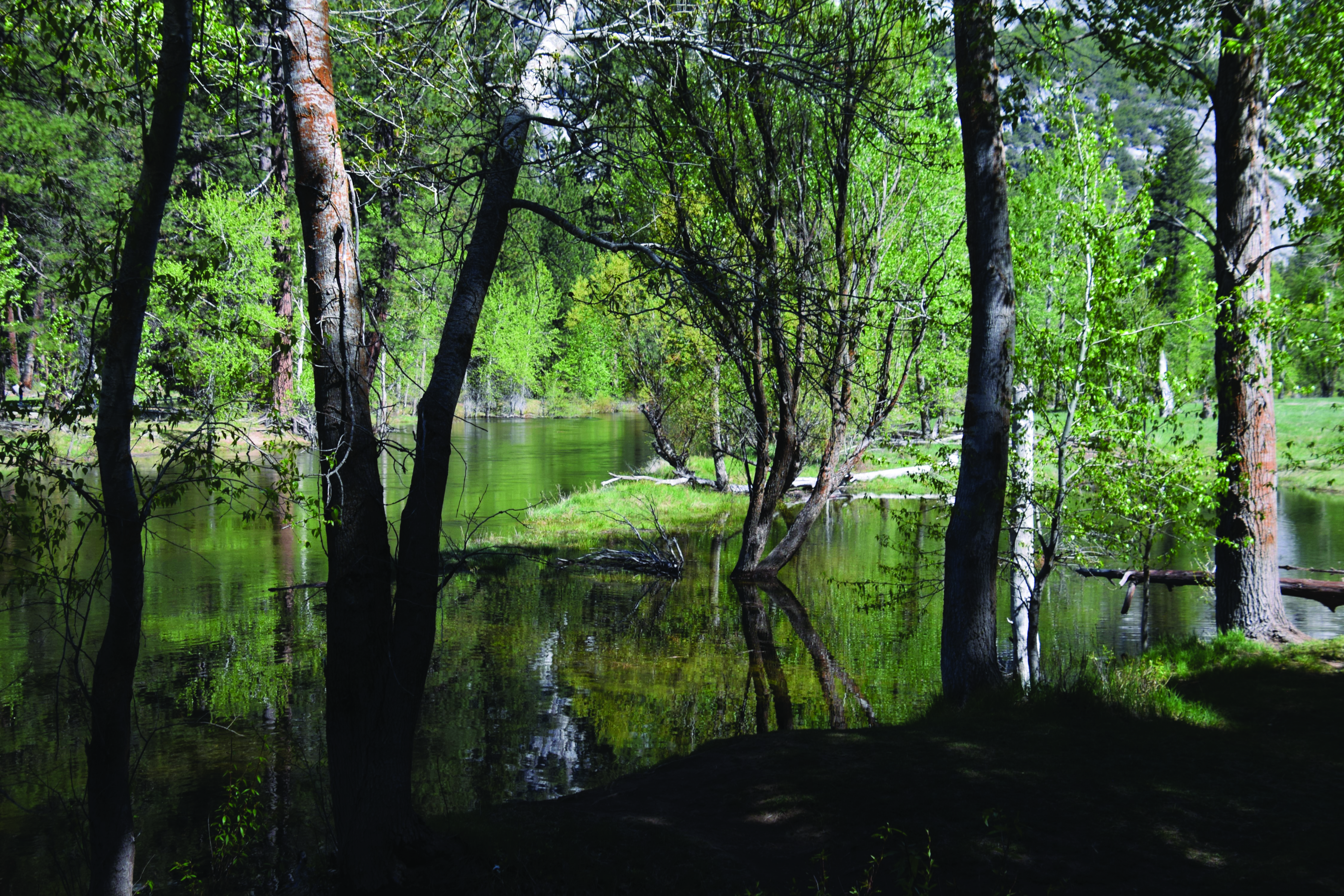 Photograph of a calm river with oak trees standing in the water. Their trunks are reflected in the water below.