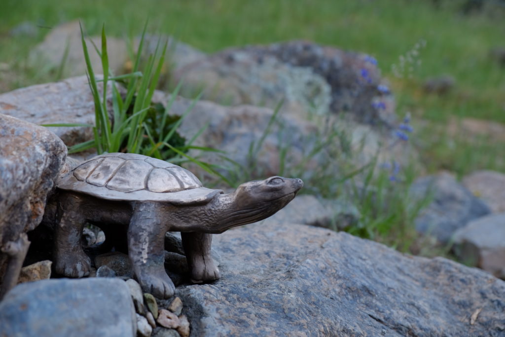 Life-size bronze statue of a western pond turtle sits in rock outcropping