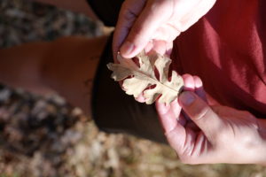 DSCF4323 Oak leaf held in hands